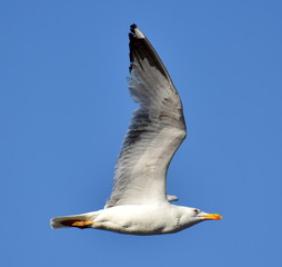 Seagull flying in classic pose