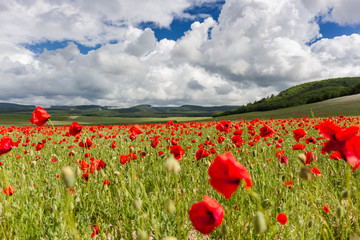 Mountain Poppy Field