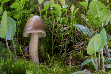 Edible brown mushroom Amanita fulva growing in the moss next to plants and blueberries in the spruce forest. Commonly know as tawny grisette. Natural environment.