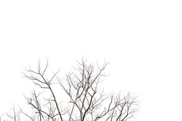 Obraz premium Dry twigs, dry trees on a white background Object concept