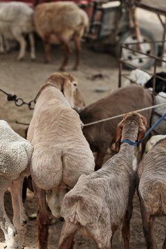 Group of broad fat-tailed sheeps for sale. Livestock Market-Hotan-Xinjiang-China-0176