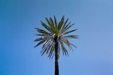 Palm tree with blue sky 