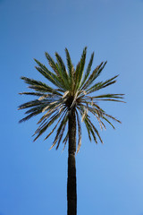 Palm tree with blue sky 