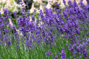 Lavender flowers in the garden. Selective focus.