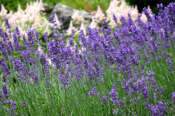 Lavender flowers in the garden. Selective focus.