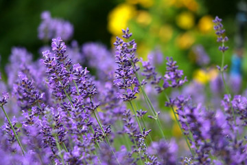 Lavender flowers in the garden. Selective focus.