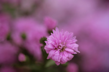 Colorful flowers chrysanthemum for background,Abstract,texture,Soft and Blurred style.postcard.