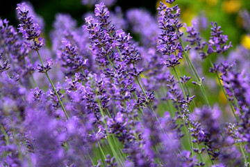 Lavender flowers in the garden. Selective focus.