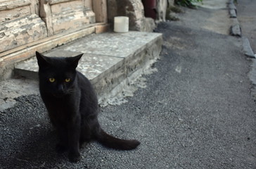 Black cat sitting on a street