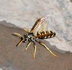 Yellow and black wasp in some water