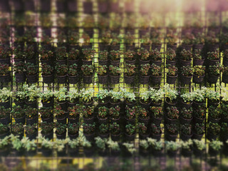 Many type of plant in the pots placed on the shelf in the gray cement wall, decoration outdoor concepts