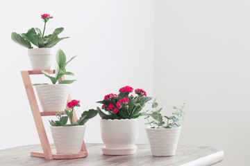 houseplants against  white wall on wooden table