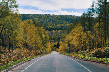 Fototapeta premium 北海道の道路