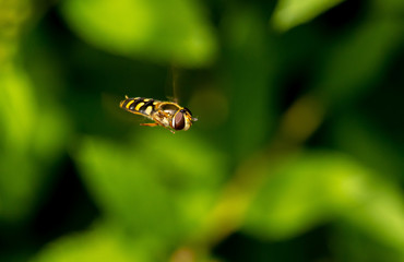 Hoverfly in the hover