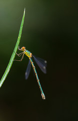 DRAGONFLY Lestes viridis (young female), Gipuzkoa, Basque Country, Spain, Europe