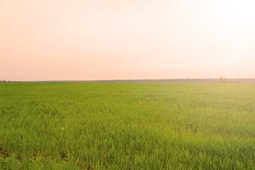 Obraz na płótnie Canvas Beautiful sunset over a green field. Evening landscape.