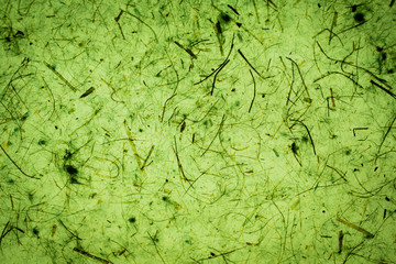 Green abstract texture and background. Natural and organic texture for design. 