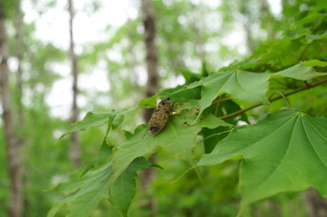 cicada rest tree insect forest