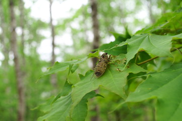 cicada rest tree insect forest