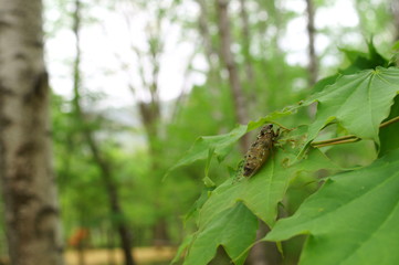 cicada rest tree insect forest