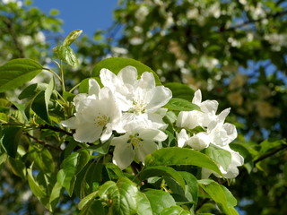 big white flowers of apple in Apple orchard