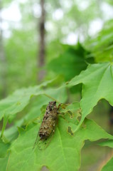 cicada rest tree insect forest