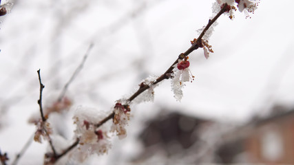 Anomalous Weather Wet Snow On The Tree Bloom, cinematic dof
