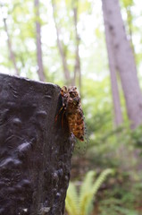 cicada rest tree insect forest