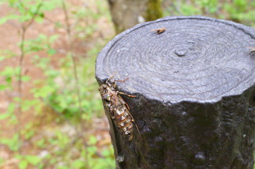 cicada rest tree insect forest