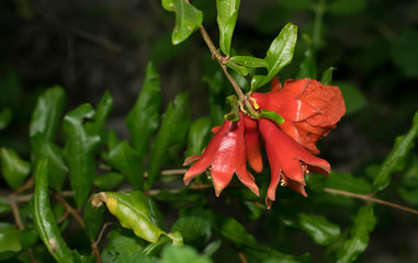 Pomegranate blooms large red flowers on a green background for design