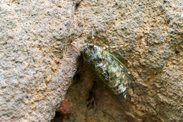 cicada rest tree insect forest