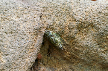 cicada rest tree insect forest