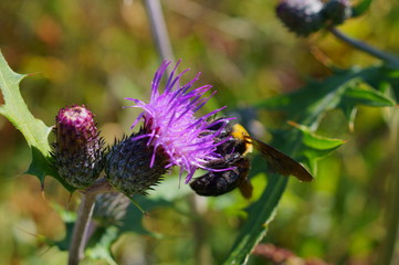 Purple flower and carpenter bees