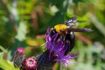 Purple flower and carpenter bees