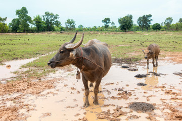 Thailand buffaloes in rice field