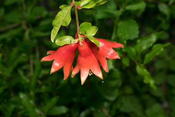 Pomegranate blooms large red flowers on a green background for design