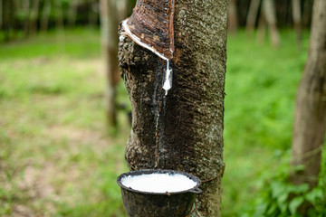 Fresh milky Latex flows from para rubber tree into a bowl