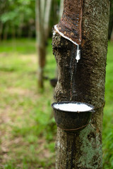 Fresh milky Latex flows from para rubber tree into a bowl