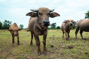 Naklejka na ściany i meble Thailand buffaloes in rice field
