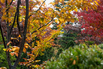 日本庭園の紅葉 / 北海道