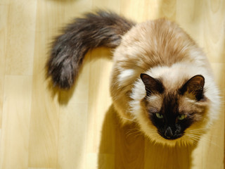 Cute Balinese cat sitting comfortable in the afternoon sunlight that leaks into the living room.