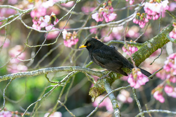 Blackbird sitting in a flowering cherry tree