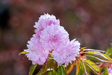 Pink cherry blossoms
