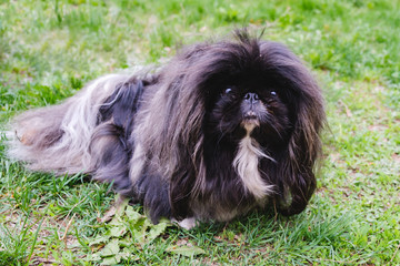 cute black puppy funny pekingese dog