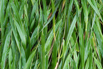 しっとりと濡れた柳の葉