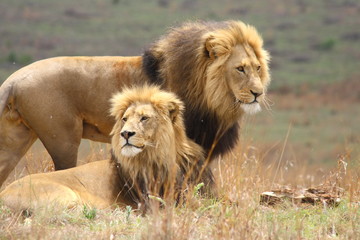 Two large male lions with black manes