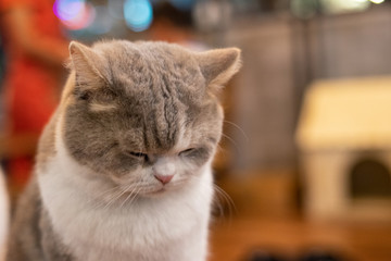 A Sleepy white and gray puffy cat look at the floor. Domestic cat, pet. Headshot.