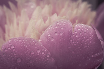 Paeonia Sarah Bernhardt,with dew drop. Double pink peony flower. Paeonia lactiflora (Chinese peony or common garden peony) is a species  perennial flowering plant in the family Paeoniaceae. 