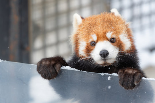 北海道かわいい動物 の画像 11 980 件の Stock 写真 ベクターおよびビデオ Adobe Stock