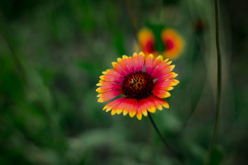 red wildflower in park